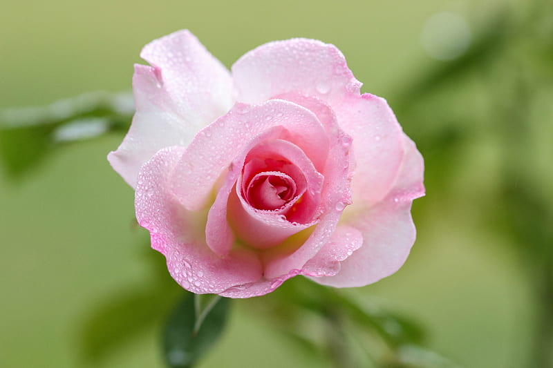Flowers, Rose, Dew, Macro, Petal, Pink Flower, Pink Rose, HD wallpaper