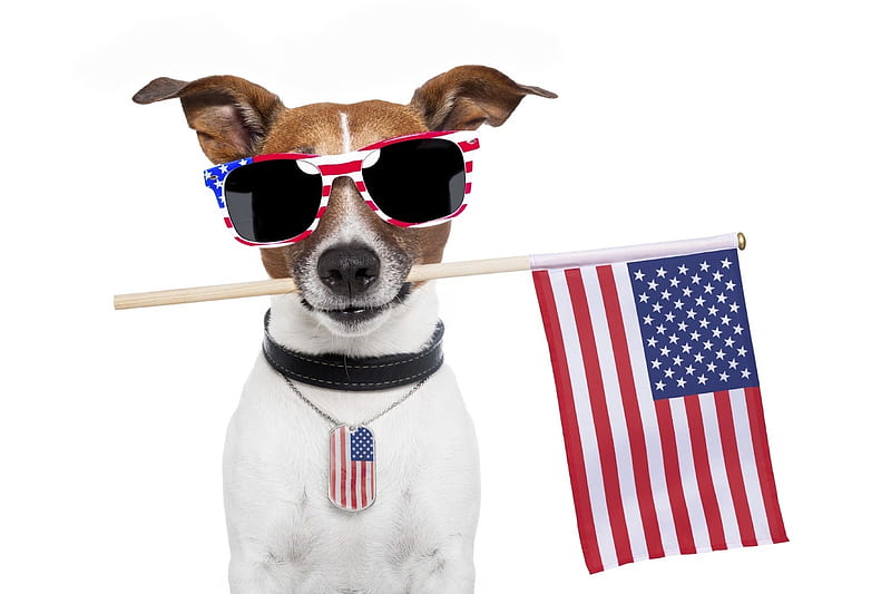 Happy Fourth of July!, red, caine, 4th, flag, animal, sunglasses, usa, jack russell terrier, summer, july, funny, white, dog, blue, HD wallpaper
