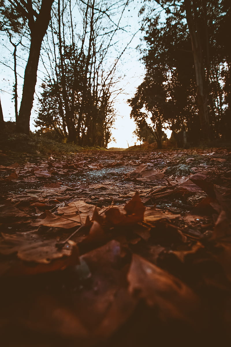 path, foliage, dry, autumn, trees, nature, HD phone wallpaper