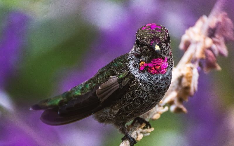 Hummingbird, blur, wildlife, close-up, black bird, Trochilidae, black Hummingbird, HD wallpaper