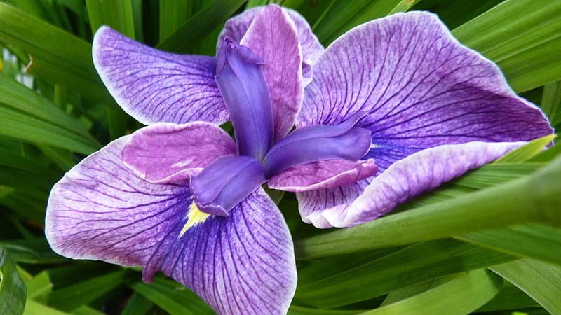 Japanese Water Iris, Iris, Blue, Nature, Flower, HD wallpaper