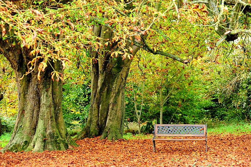 A quiet place, place, tree, natue, bank, HD wallpaper