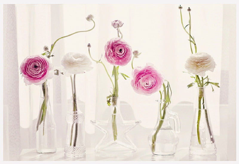 ranunculus, still life, flowers, vases, HD wallpaper