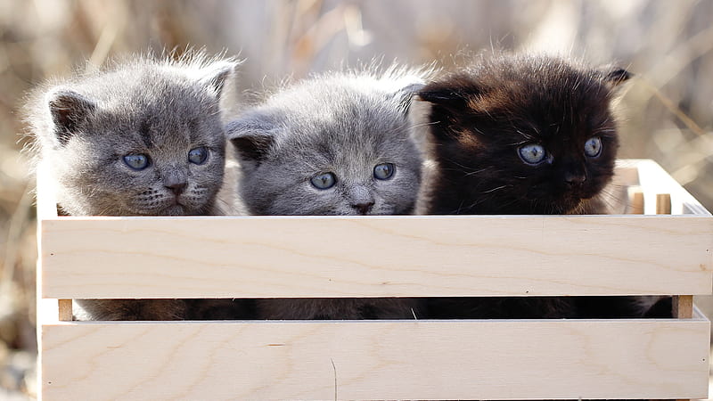 Three Cute Cat Kitten Inside Wood Box Cat, HD wallpaper