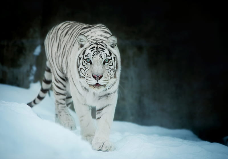White Tiger In Snow, white-tiger, tiger, animals, snow, HD wallpaper