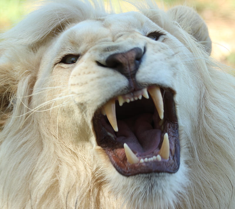 White lion, roar, teeth, HD wallpaper