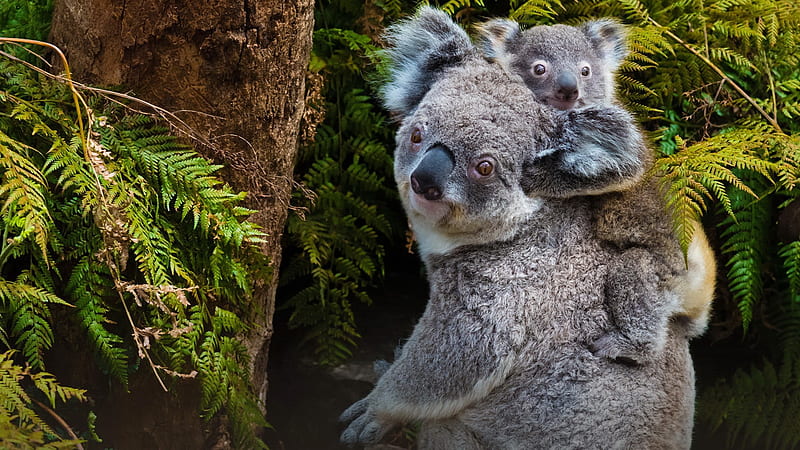 Australian koala bear, bear, koala, adorable, mother, Australia, sweet, forest, fluffy, cute, tree, child, HD wallpaper