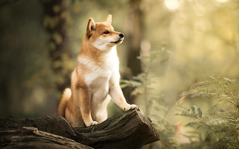 Shiba Inu, bokeh, pets, autumn, cute dog, forest, dogs, Shiba Inu Dog, HD wallpaper