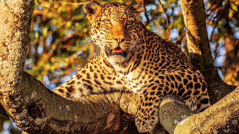 Cats, Leopard, Big Cat, Trunk, Wildlife, predator (Animal), HD wallpaper