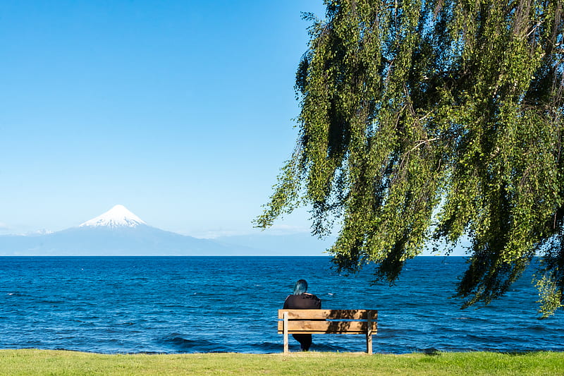 person sitting on wooden bench under willow tree facing sea during daytime, HD wallpaper