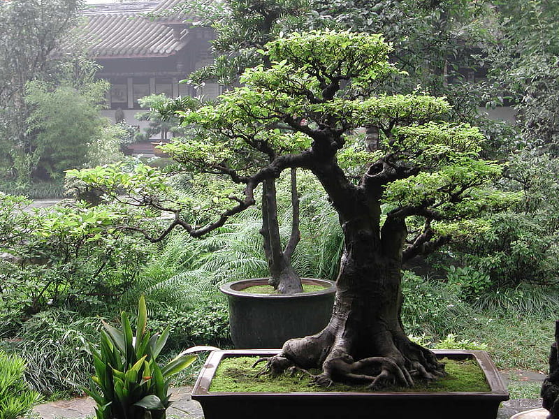 Big Bonsai Tree Images - Free Download on Freepik