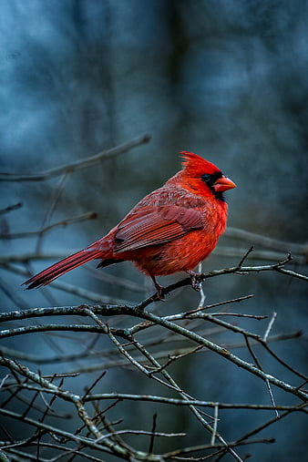 Download Stunning Female Cardinal Amidst Winter Backdrop Wallpaper |  Wallpapers.com
