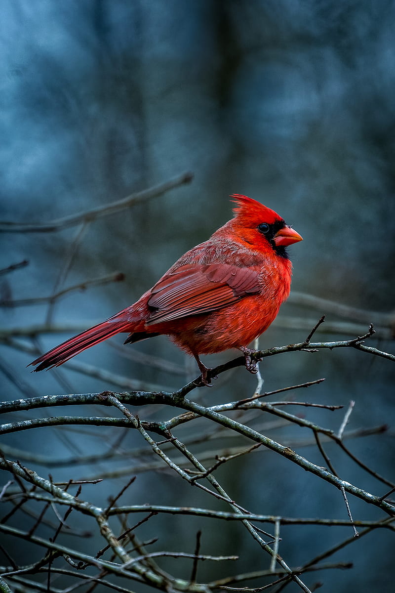 WinterCardinal, bird, birds, cardinal, cardinals, winter, HD phone wallpaper