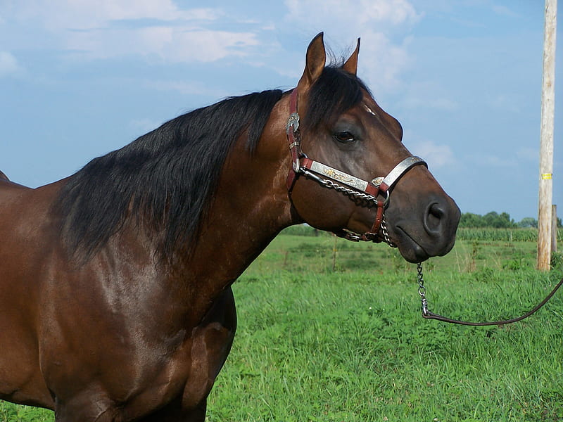 quarter brown horse, stallion, halter show, handsome, bonito, star, black hair, HD wallpaper