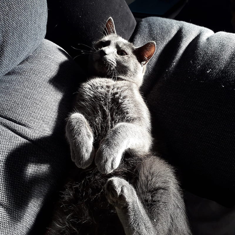 gray cat lying on black textile, HD phone wallpaper