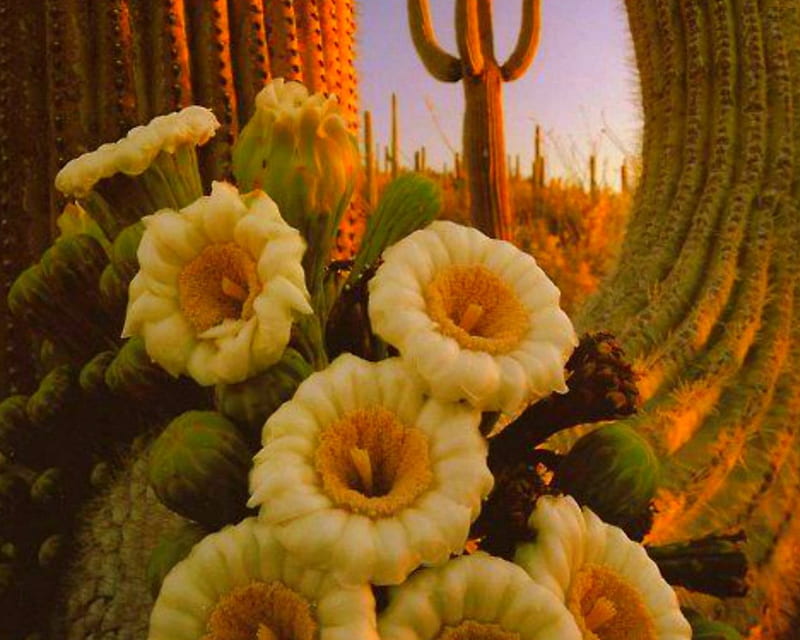 Beautiful Flowers, flowers, cactus, bloom, deserts, HD wallpaper
