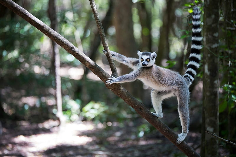 .....now stretch and hold, hold, hold, OK relax, primate, black ring tail, tree branch, lemur, grey coat, treees, HD wallpaper
