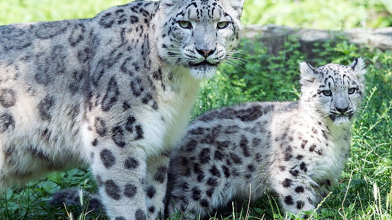 fauna, cats, snow leopard, HD wallpaper