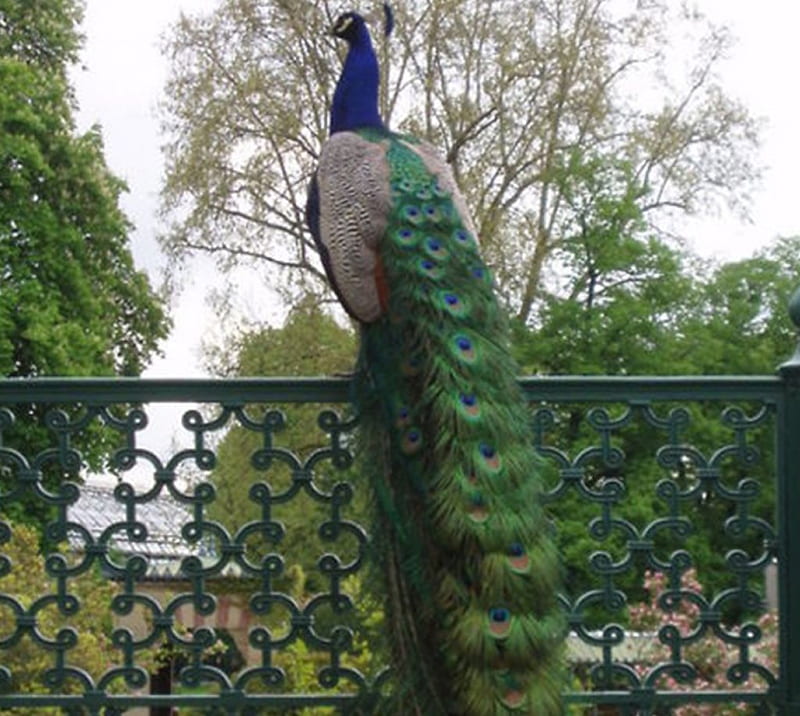 beautiful peacock, peacock, beauty, garden, feathers, HD wallpaper