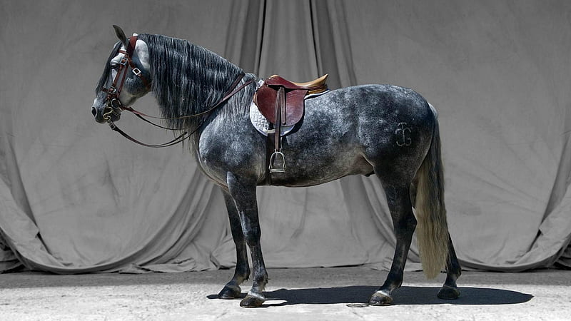 Posing Horse-Amazing Horse theme, HD wallpaper