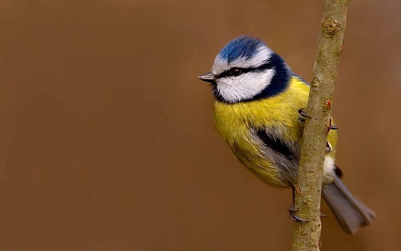 Blue tit., bird, branch, tit, animal, perch, HD wallpaper