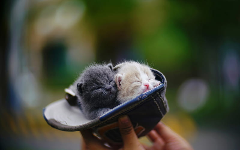 little kittens, hat, kittens in hand, cute little cats, pets, kittens in a hat, cats, HD wallpaper