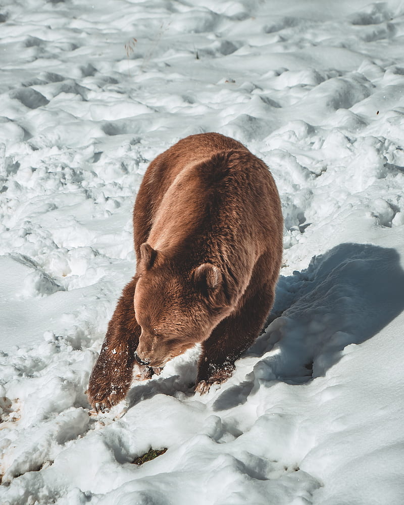 bear, brown bear, predator, snow, HD phone wallpaper