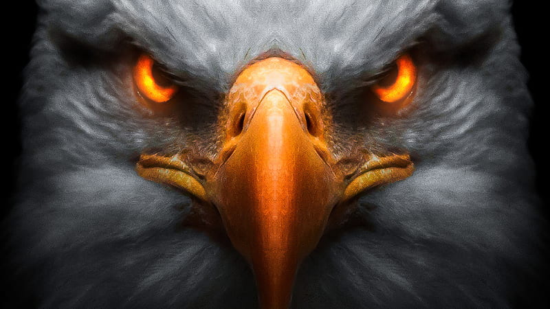 Red Eye Eagle, eagle, birds, HD wallpaper | Peakpx