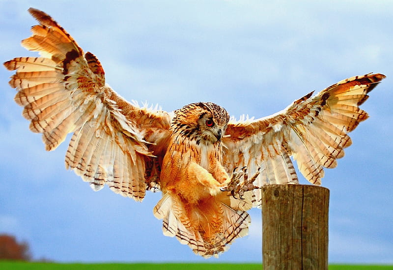 PERFECT LANDER ( Rock Eagle Owl), bengal, owl, landing, eagle, raptor, wood, HD wallpaper
