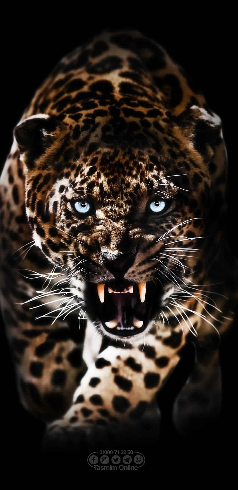 Tiger, animals, jaguar, leopard, HD phone wallpaper