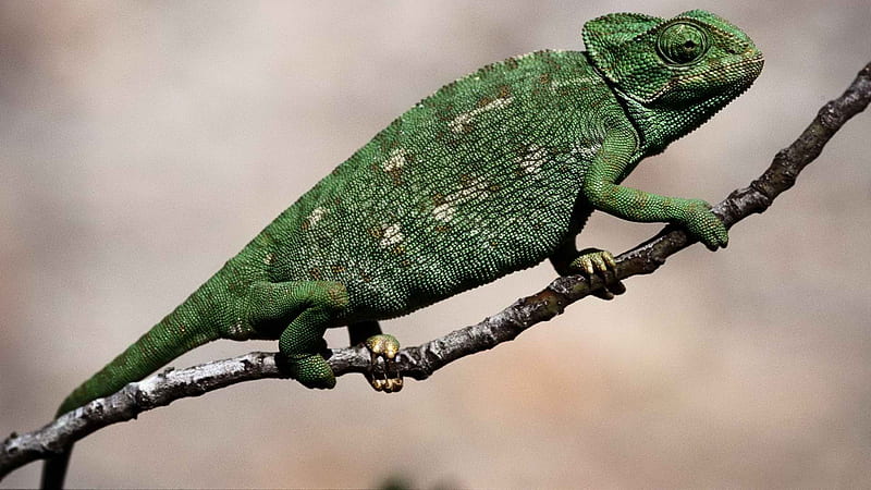 Green Chameleon, chameleon, green, reptile, animal, HD wallpaper | Peakpx