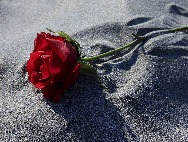 Red Rose, red, still life, sand, rose, HD wallpaper