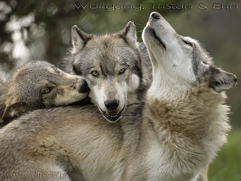 Wolfgang, Tristan and Erin – the Great Reunion, wild dogs, grey wolf, wolf pups, i love wolves, animals, dogs, HD wallpaper
