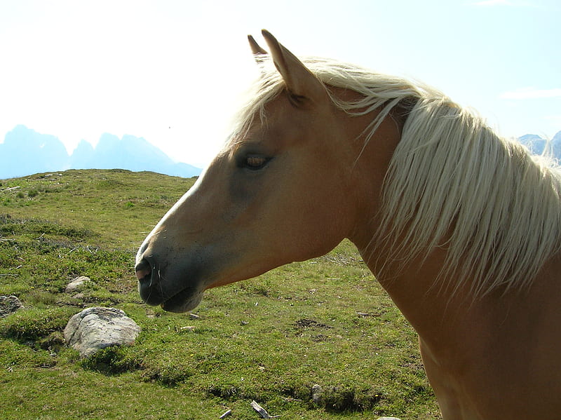 Profilo di cavallo, cavallo, horse, HD wallpaper