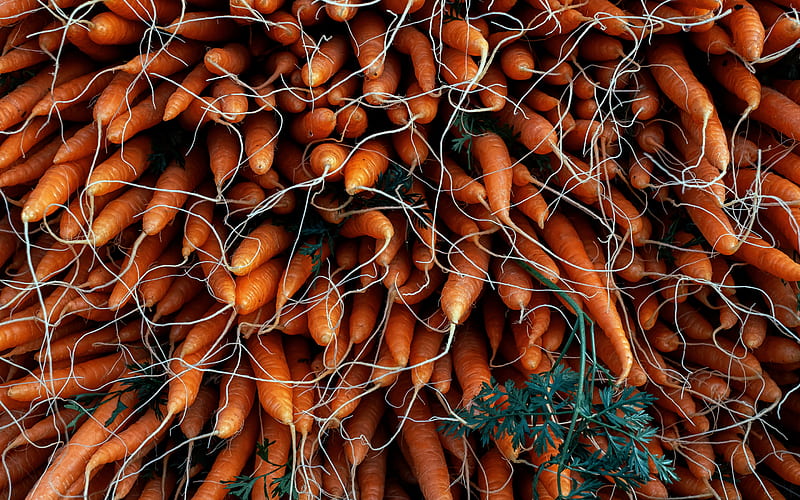 carrots, carrot harvest, vegetables, background with carrots, lot of carrots, HD wallpaper