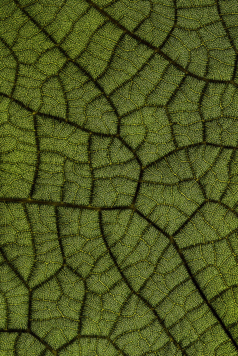 leaf, veins, texture, macro, closeup, HD phone wallpaper