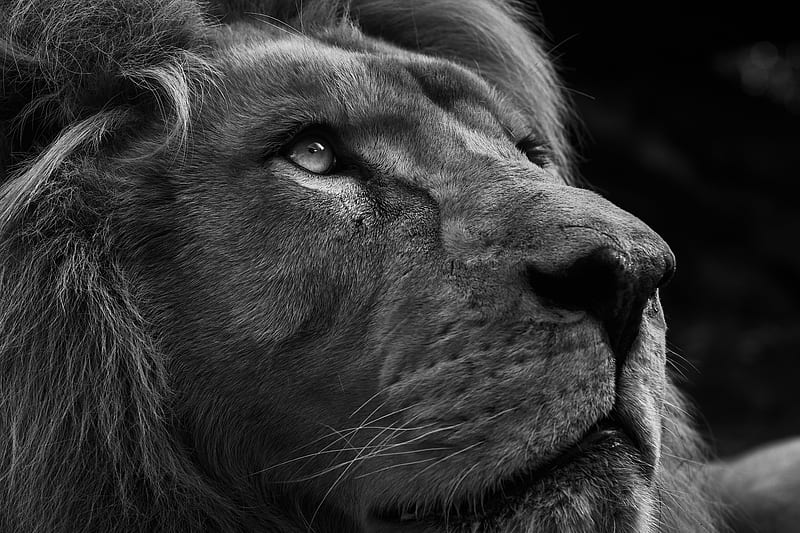 Lion, bw, black, face, white, animal, HD wallpaper