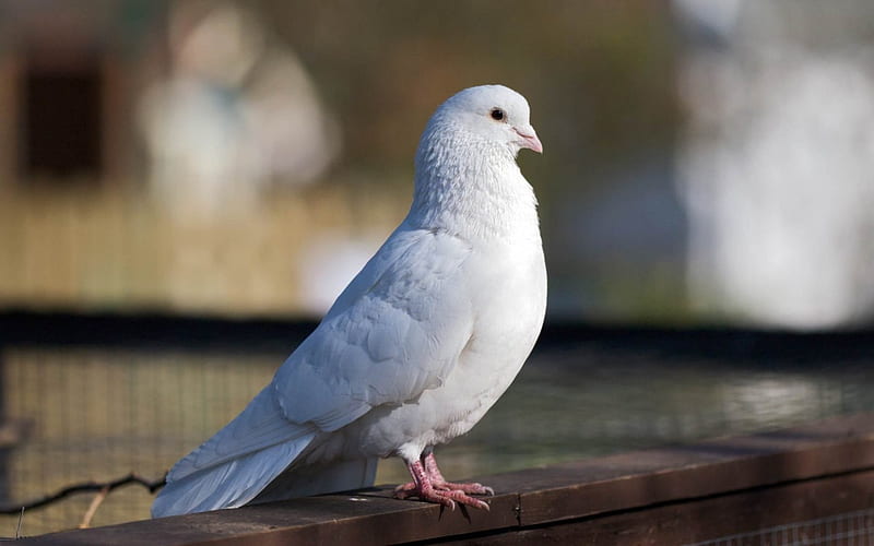 Pigeon, standing, white, eyes, HD wallpaper