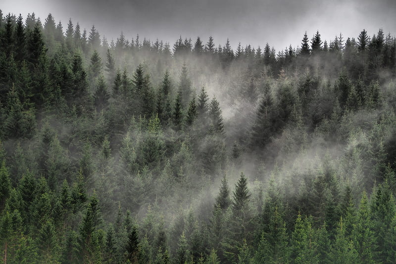 forest, fog, clouds, trees, spruce, coniferous, HD wallpaper
