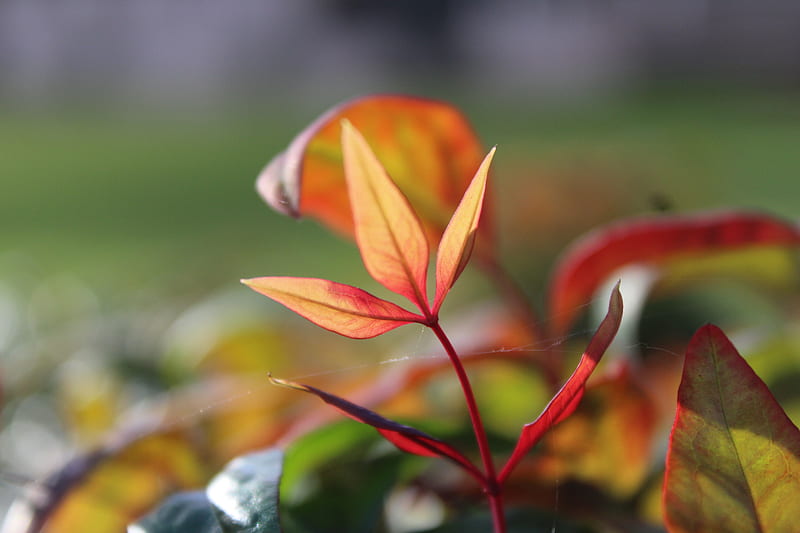 Green and red leafed plant, HD wallpaper | Peakpx