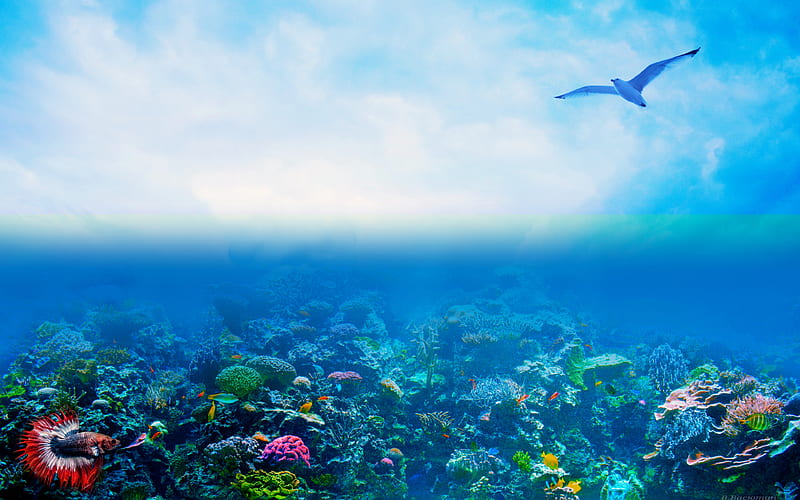 coral reef ocean, seagull, underwater world, fish, artwork, HD wallpaper