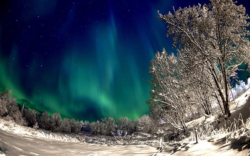 WINTER NIGHT LIGHTS, snow, aurora, Lights, trees, sky, night, Northern, winter, HD wallpaper