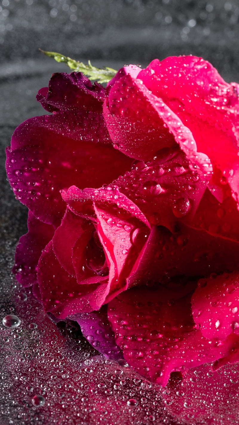 Spring, flower, flower, flowers, love gul, purple, red, rose, roses, HD phone wallpaper