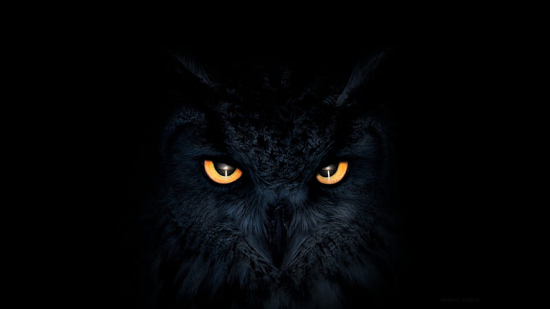Owl Dark Glowing Eyes, owl, artist, artwork, digital-art, eyes, eyes, HD wallpaper