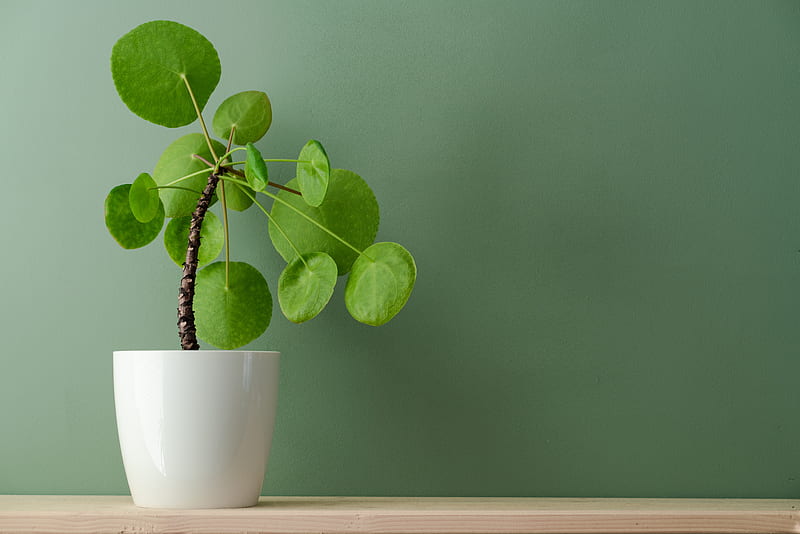 plant, foliage, indoor, houseplant, HD wallpaper
