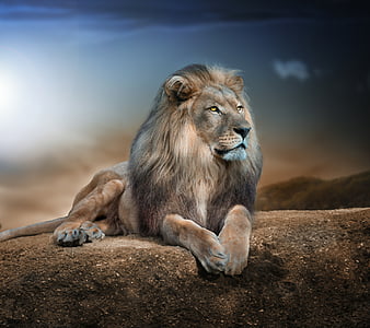 King Lion, awesome, love, HD wallpaper