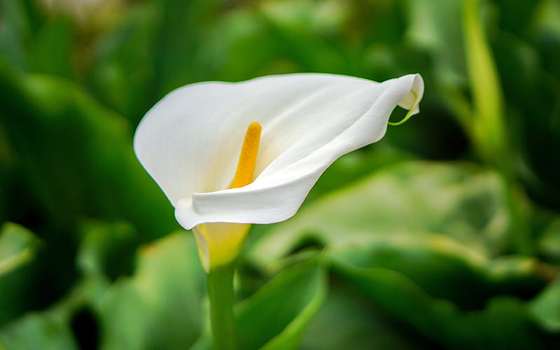 Blooming calla lily 2021 Spring Plant, HD wallpaper