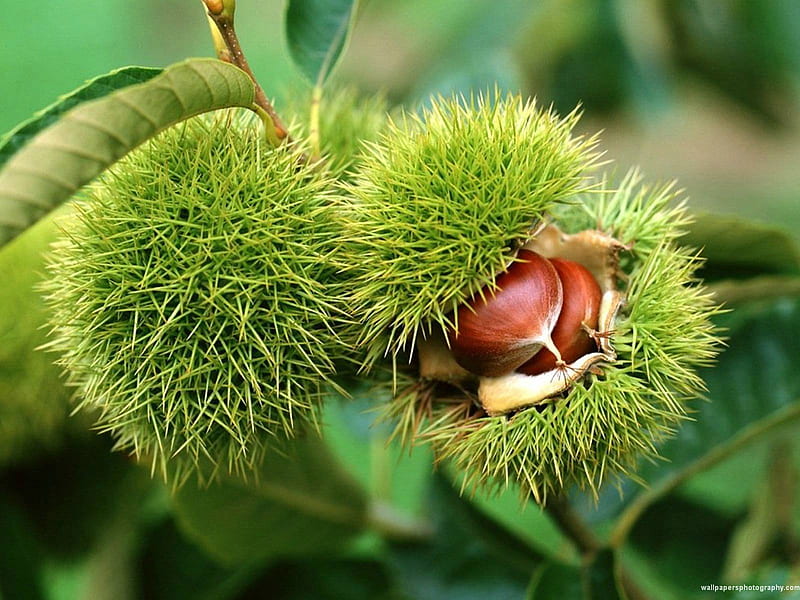 chestnut, autumn, delicious, kestenje, forests, chestnuts, HD wallpaper