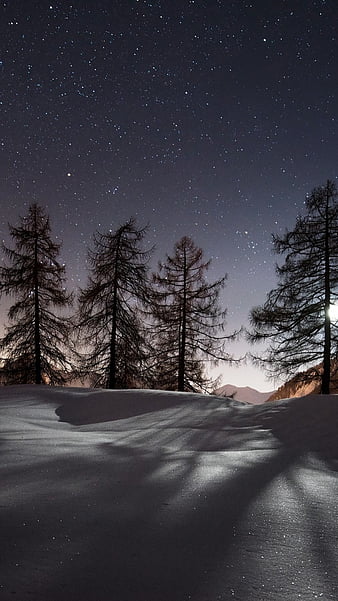 Winter, night, snow, tree, HD phone wallpaper | Peakpx
