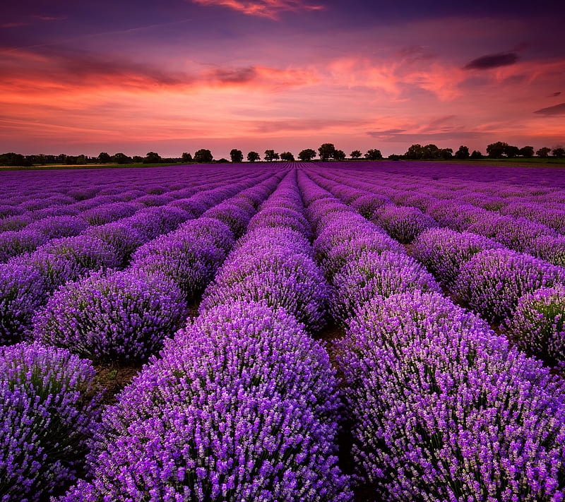 Lavender Field, field, flower, flowers, lavender, lilac, purple, sky, sunset, HD wallpaper